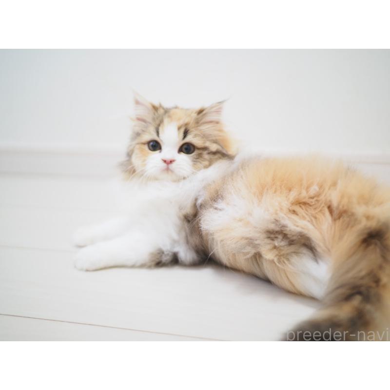 販売中の埼玉県のスコティッシュストレート-136262の10枚目