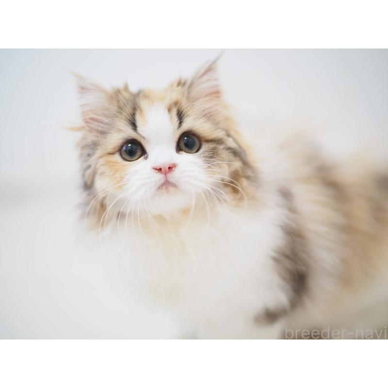 販売中の埼玉県のスコティッシュストレート-136262の9枚目