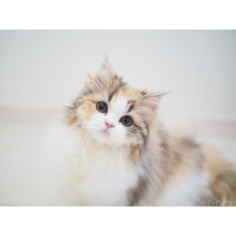 販売中の埼玉県のスコティッシュストレート-136262の8枚目