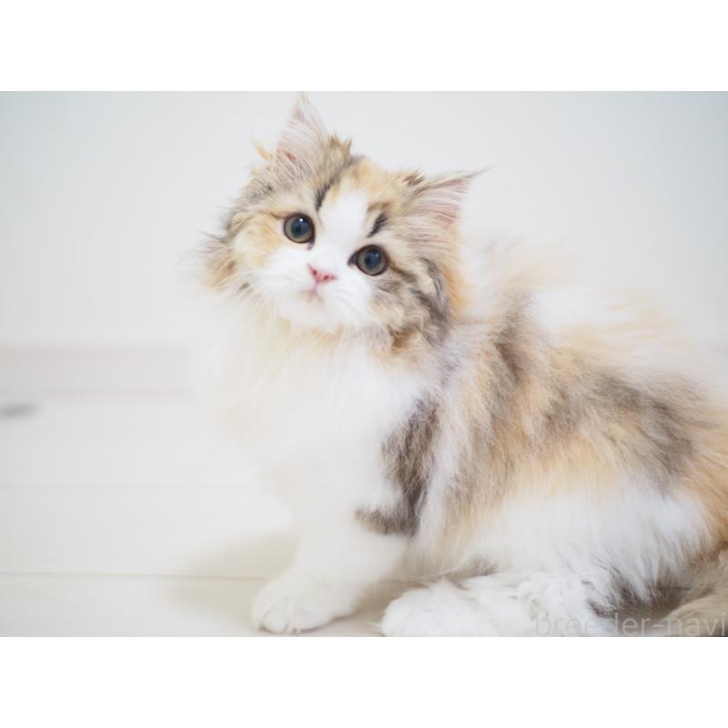 販売中の埼玉県のスコティッシュストレート-136262の7枚目