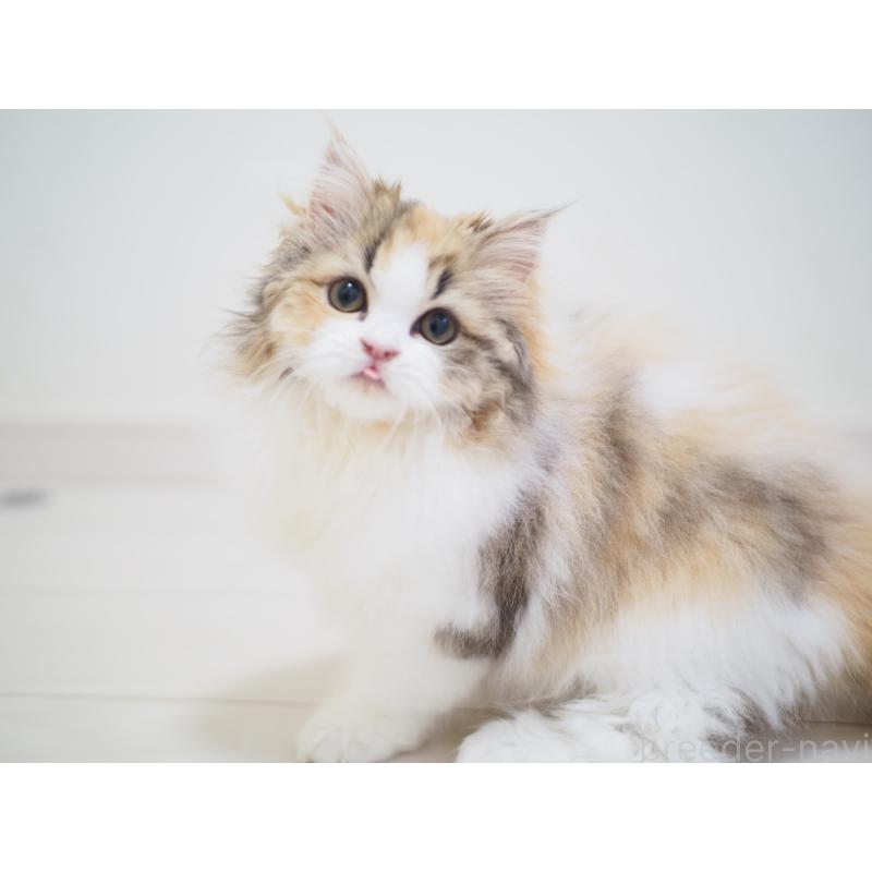 販売中の埼玉県のスコティッシュストレート-136262の6枚目