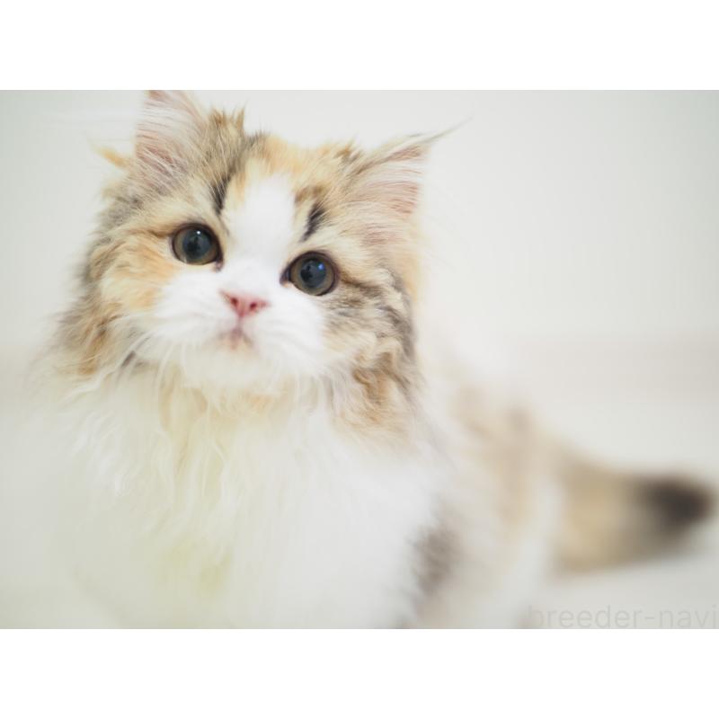 販売中の埼玉県のスコティッシュストレート-136262の5枚目