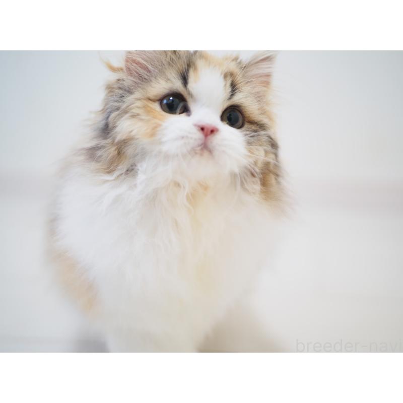 販売中の埼玉県のスコティッシュストレート-136262の3枚目