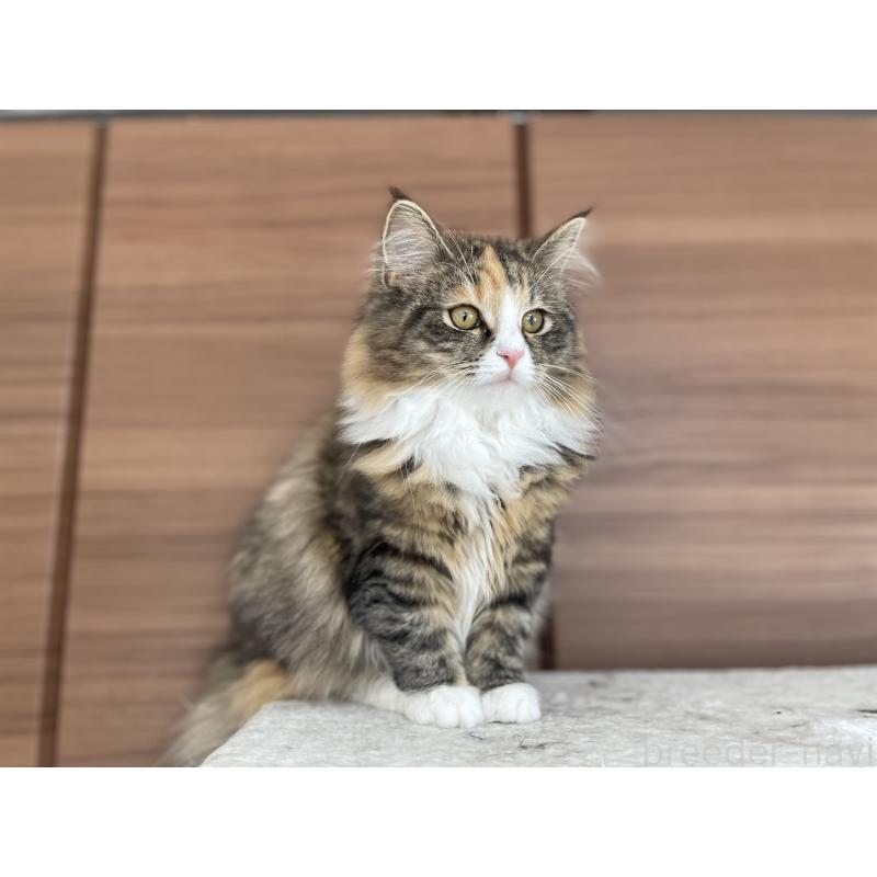 販売中の千葉県のサイベリアン-129137の3枚目