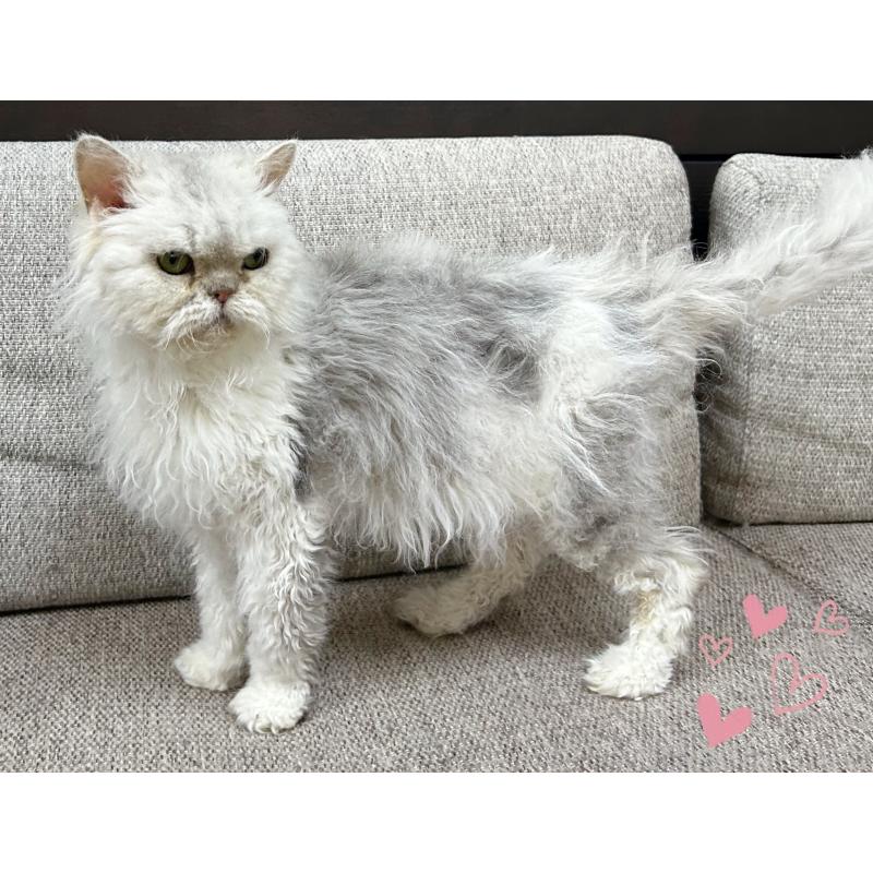 販売中の東京都のセルカークレックス-137460の4枚目