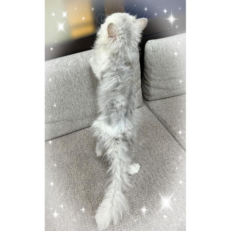 販売中の東京都のセルカークレックス-137460の3枚目