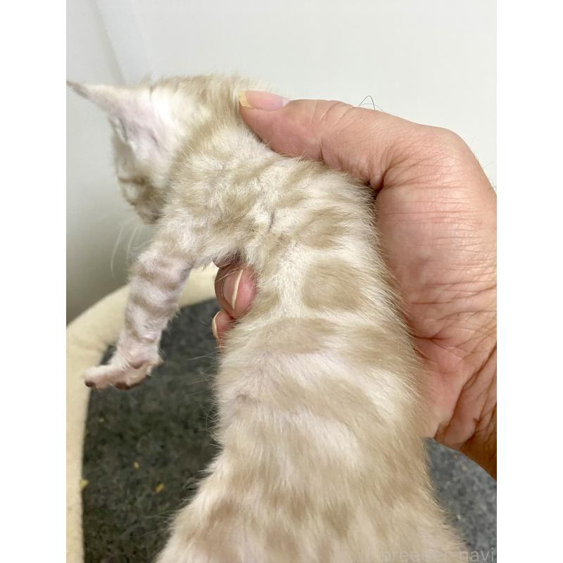 成約済の東京都のベンガル-136969の9枚目