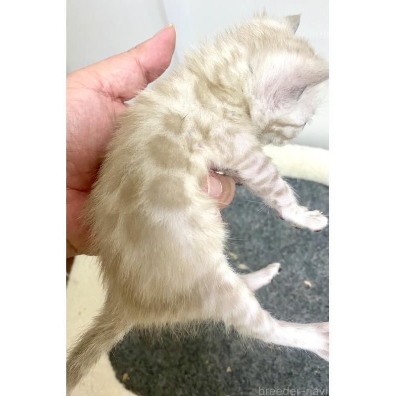 成約済の東京都のベンガル-136969の8枚目