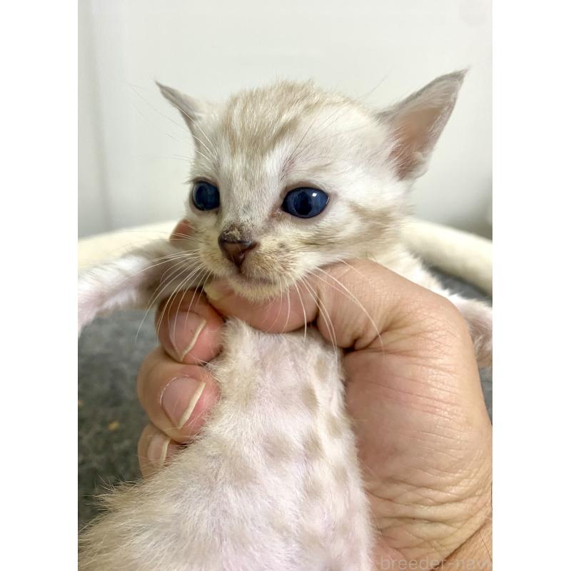 成約済の東京都のベンガル-136969の7枚目