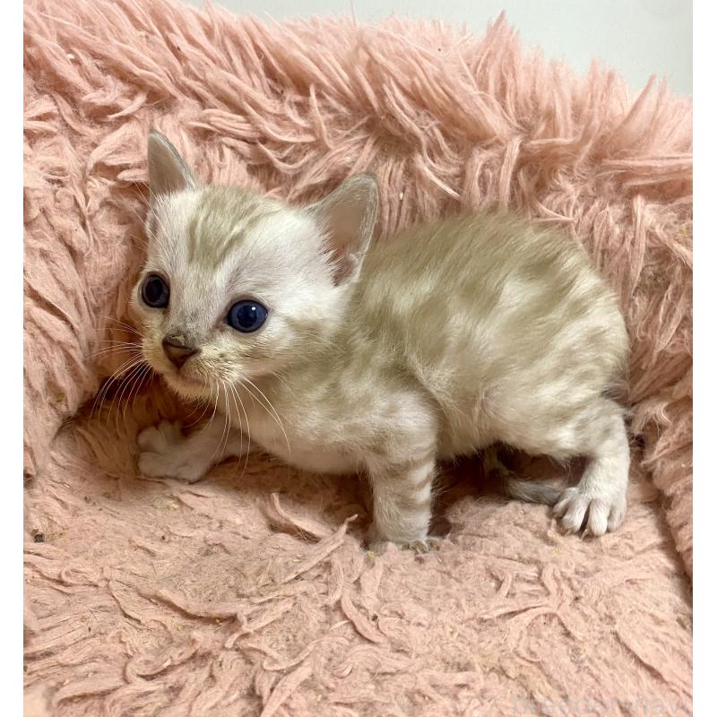 成約済の東京都のベンガル-136969の6枚目