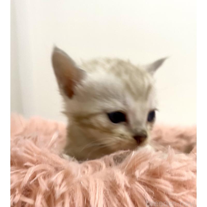 成約済の東京都のベンガル-136969の5枚目