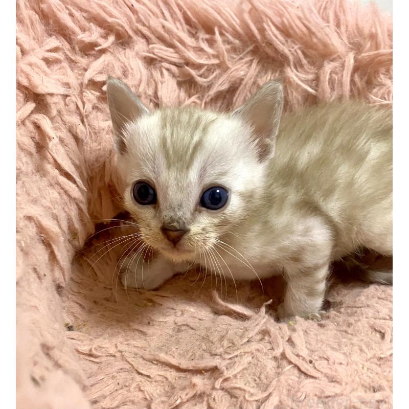 成約済の東京都のベンガル-136969の3枚目