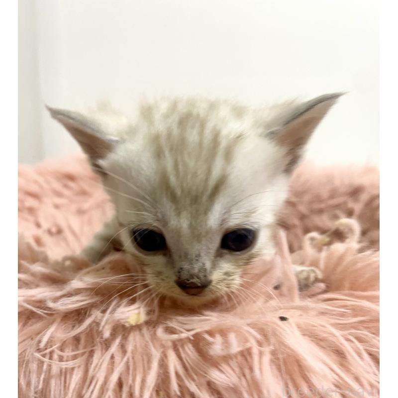 成約済の東京都のベンガル-136969の2枚目