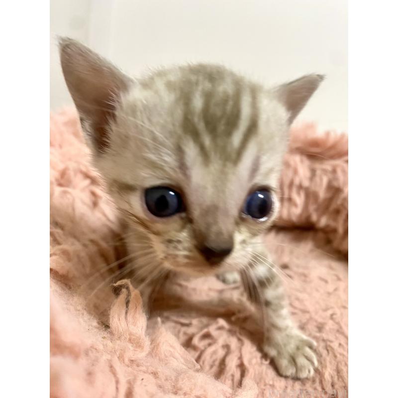 商談中の東京都のベンガル-136968の22枚目