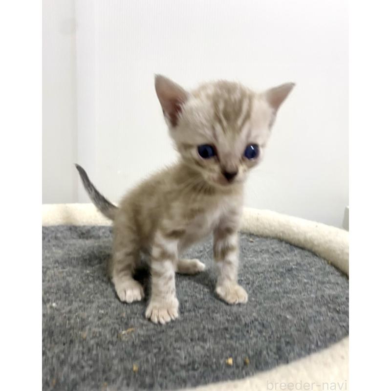 商談中の東京都のベンガル-136968の21枚目