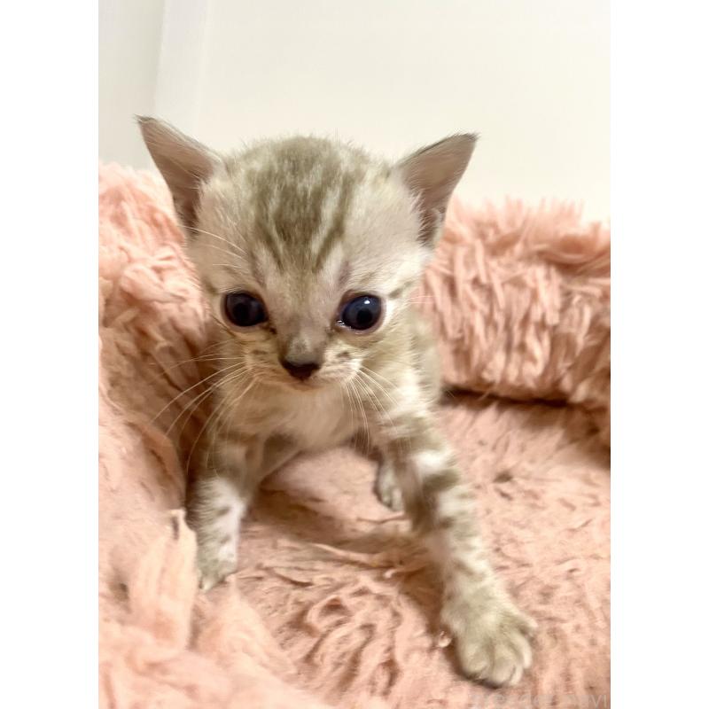 商談中の東京都のベンガル-136968の20枚目