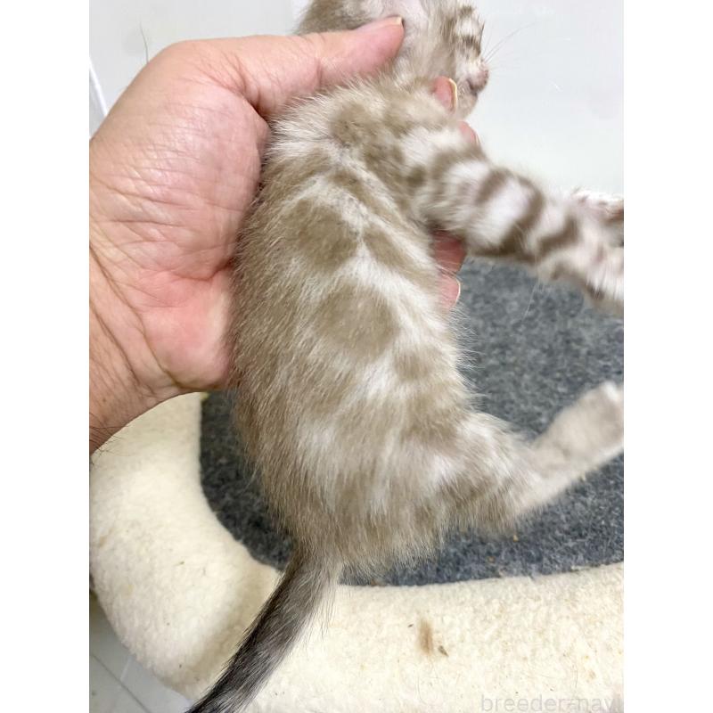 商談中の東京都のベンガル-136968の19枚目