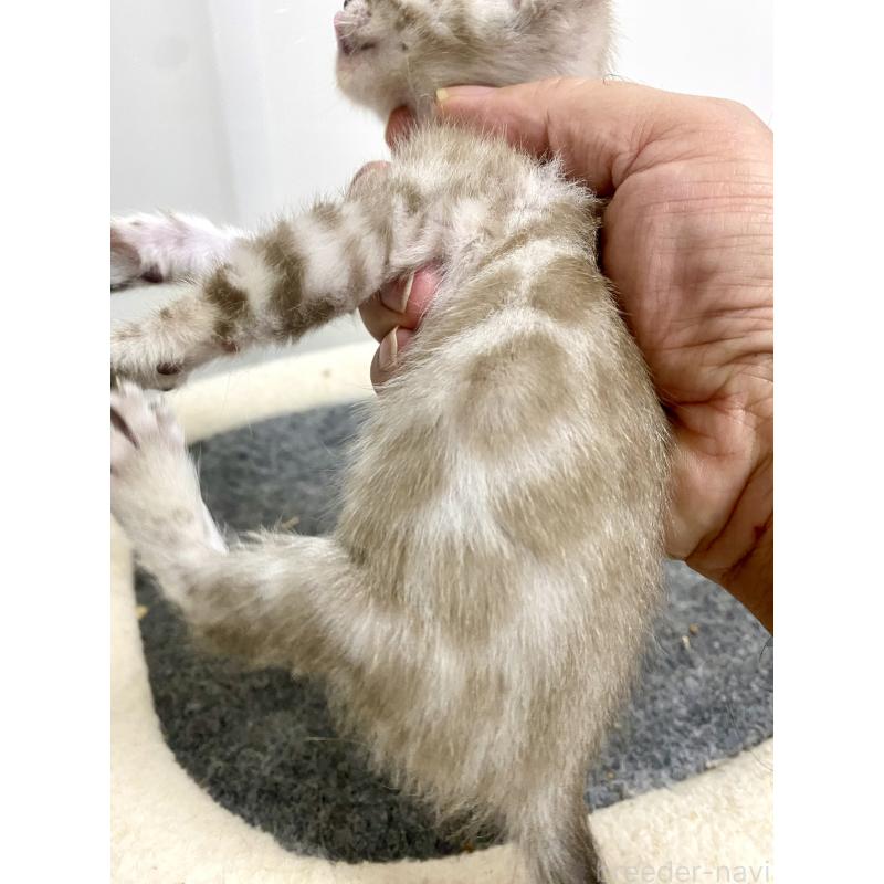 商談中の東京都のベンガル-136968の18枚目