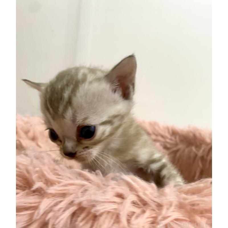 商談中の東京都のベンガル-136968の17枚目