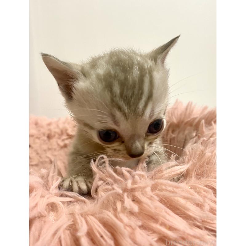 商談中の東京都のベンガル-136968の16枚目