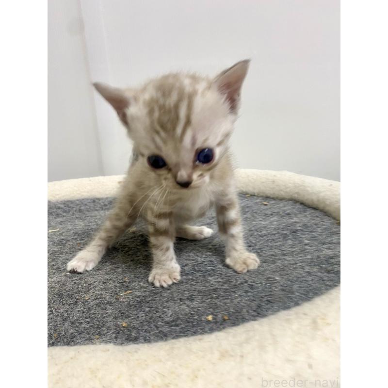 商談中の東京都のベンガル-136968の15枚目