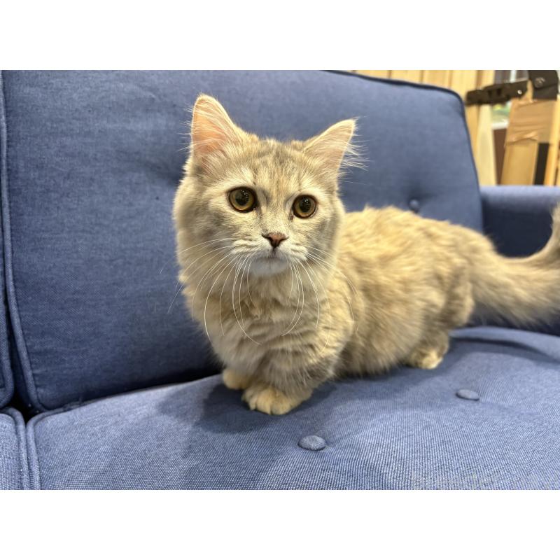 成約済の埼玉県のマンチカン(短足)-137462の2枚目