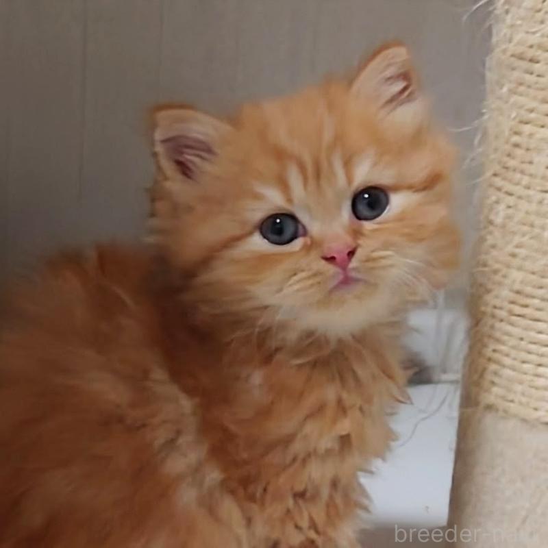 販売中の埼玉県のミヌエット-136382の12枚目