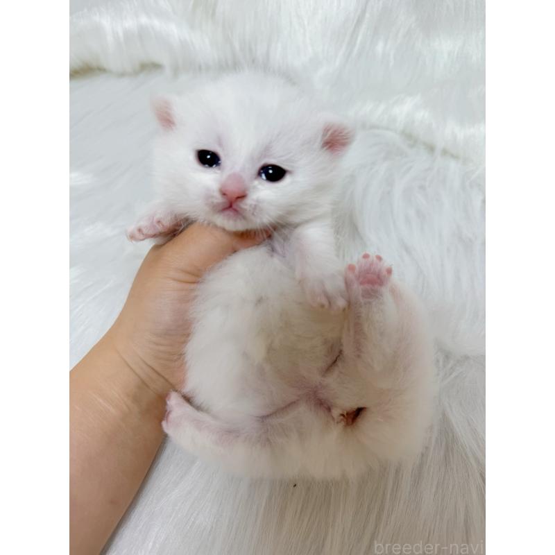 販売中の千葉県のミヌエット(短足)-137463の5枚目