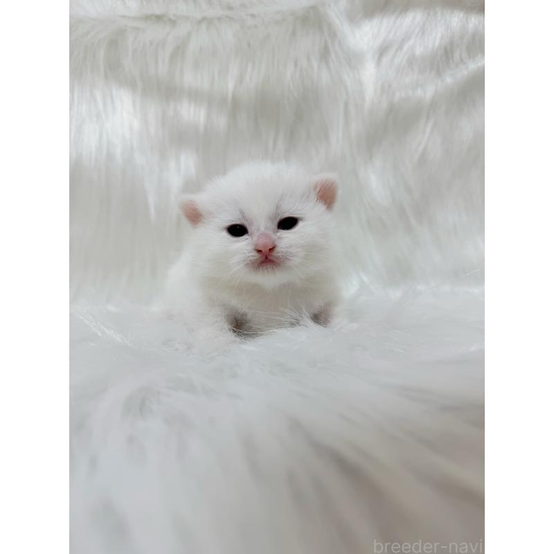 販売中の千葉県のミヌエット(短足)-137463の4枚目