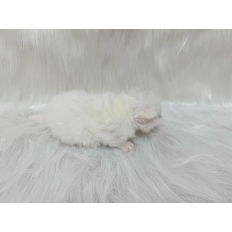 販売中の千葉県のミヌエット(短足)-137463の2枚目