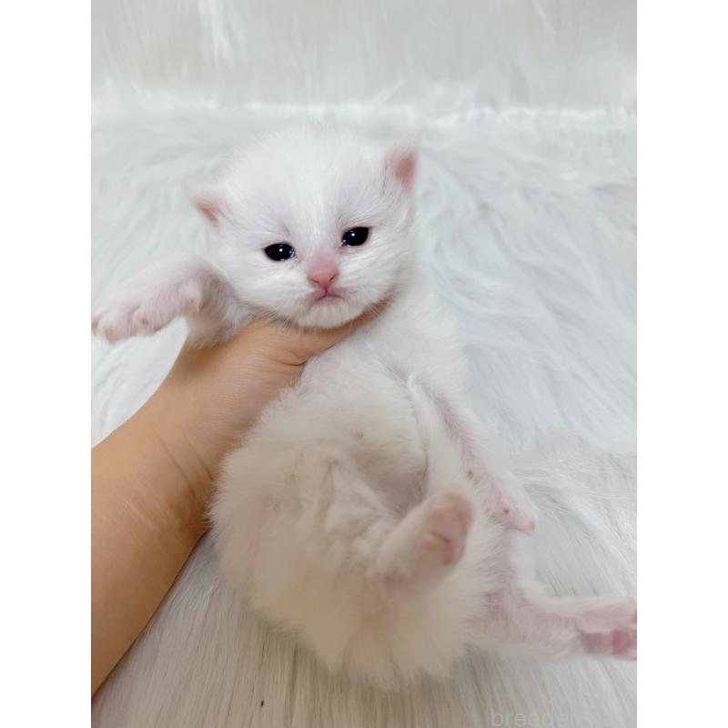 販売中の千葉県のミヌエット-137464の5枚目