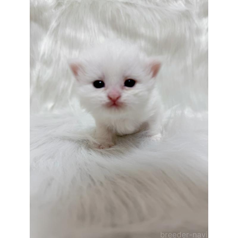 販売中の千葉県のミヌエット-137464の4枚目