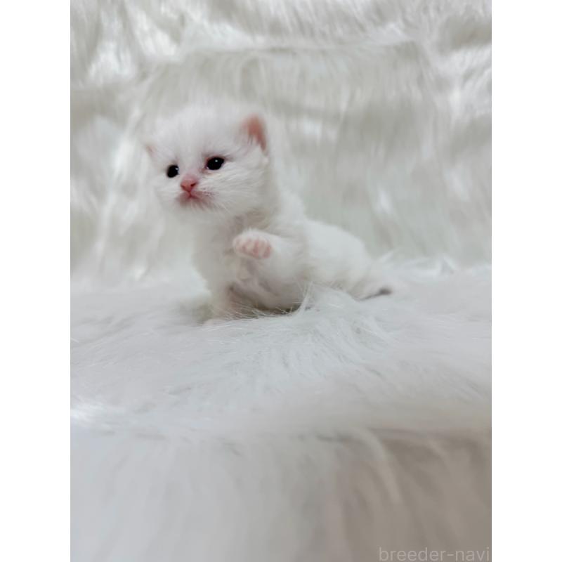 販売中の千葉県のミヌエット-137464の3枚目