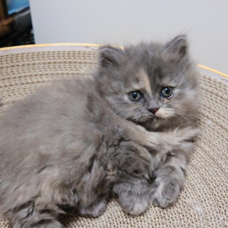 成約済の埼玉県のミヌエット(短足)-136380の3枚目