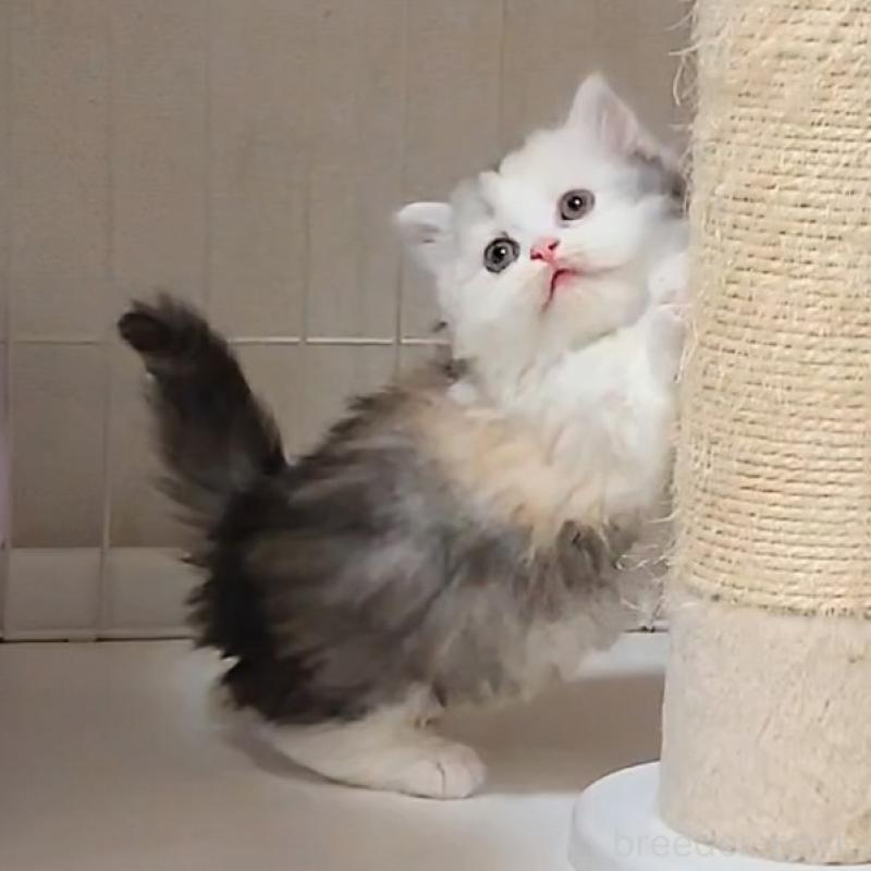 成約済の埼玉県のミヌエット(短足)-136379の6枚目