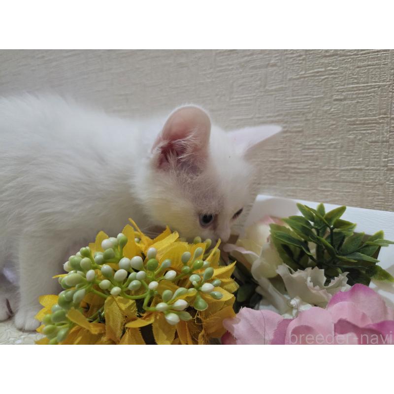 販売中の広島県のミックス-134922の17枚目