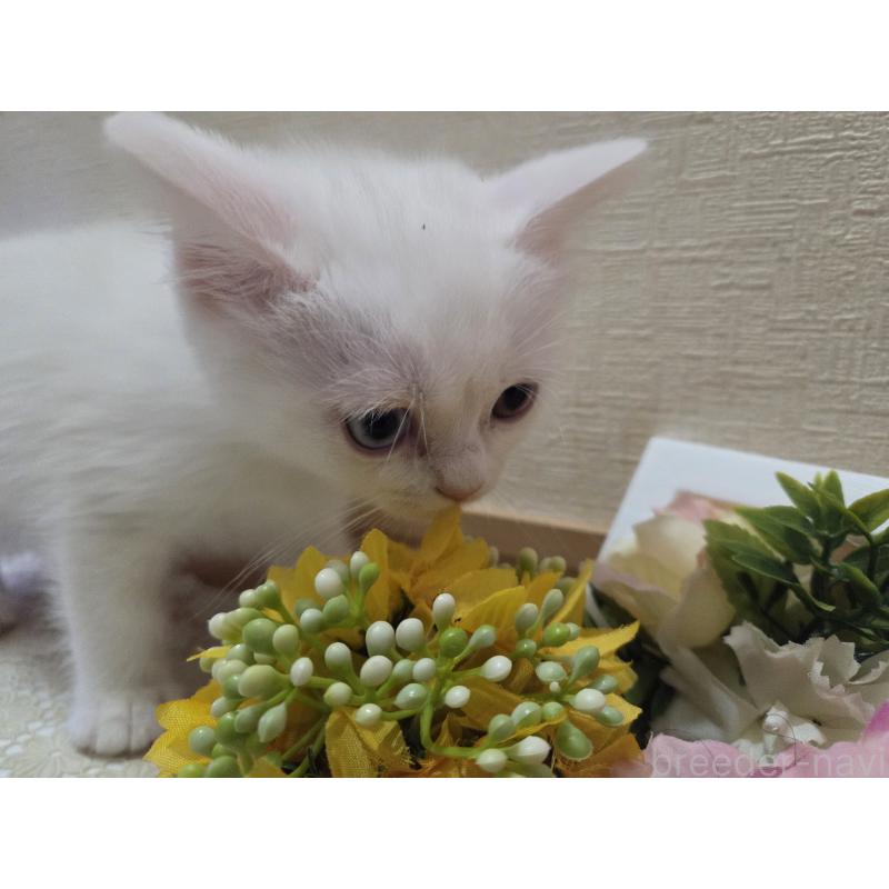 販売中の広島県のミックス-134922