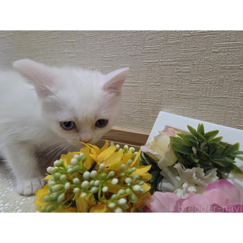 販売中の広島県のミックス-134922の15枚目