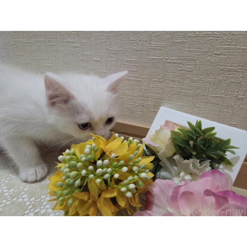 販売中の広島県のミックス-134922の14枚目