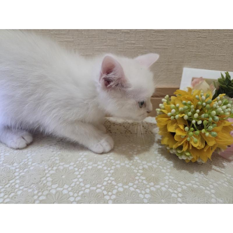 販売中の広島県のミックス-134922の12枚目