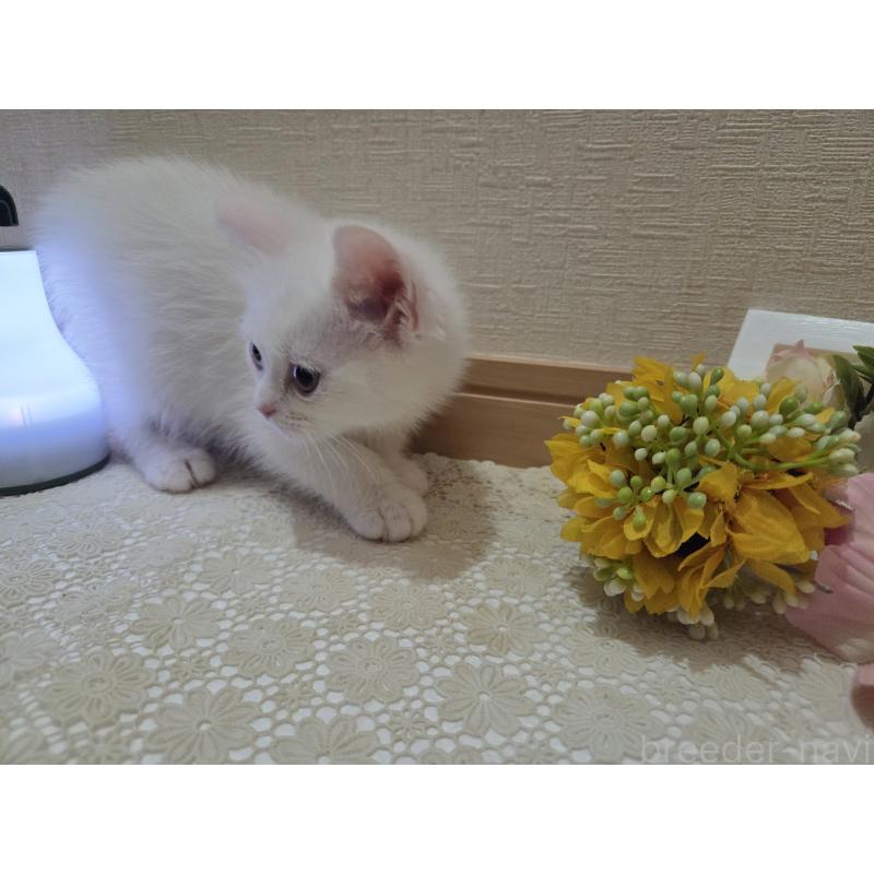 販売中の広島県のミックス-134922の11枚目