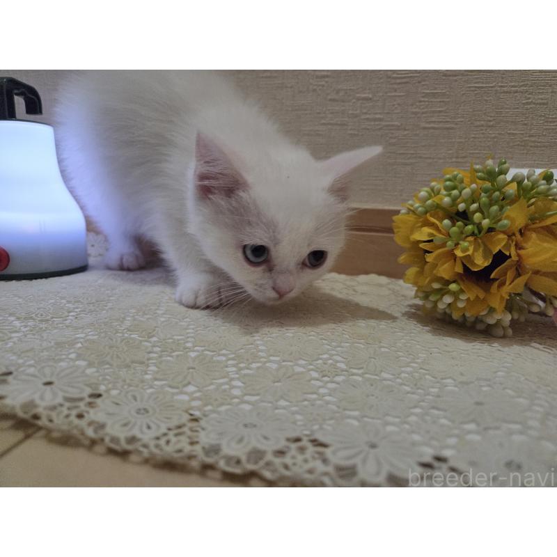 販売中の広島県のミックス-134922の9枚目