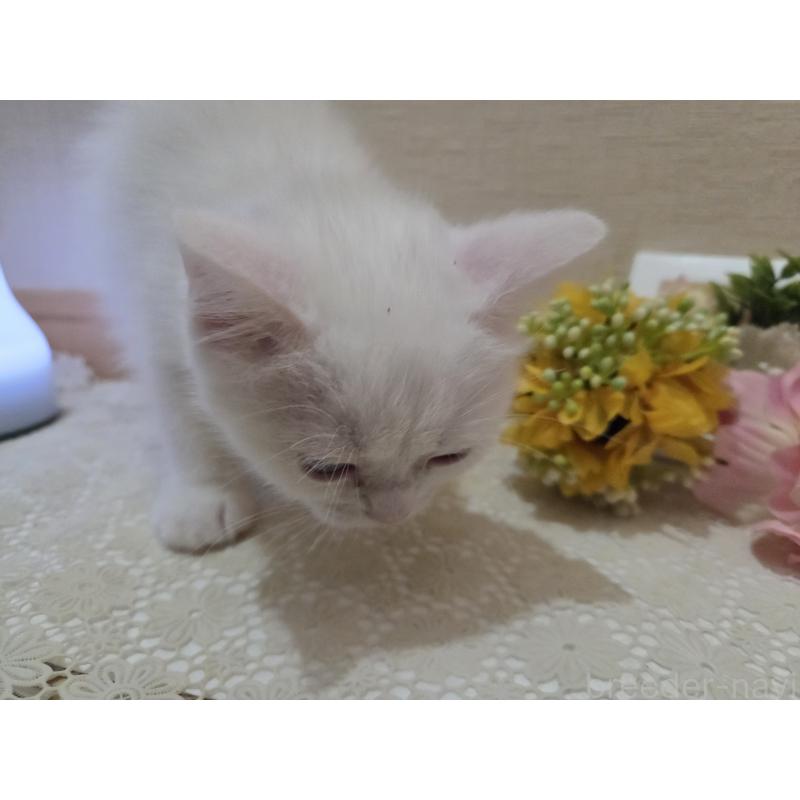 販売中の広島県のミックス-134922の8枚目