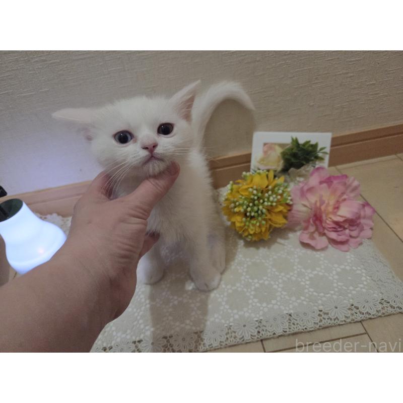 販売中の広島県のミックス-134922の5枚目