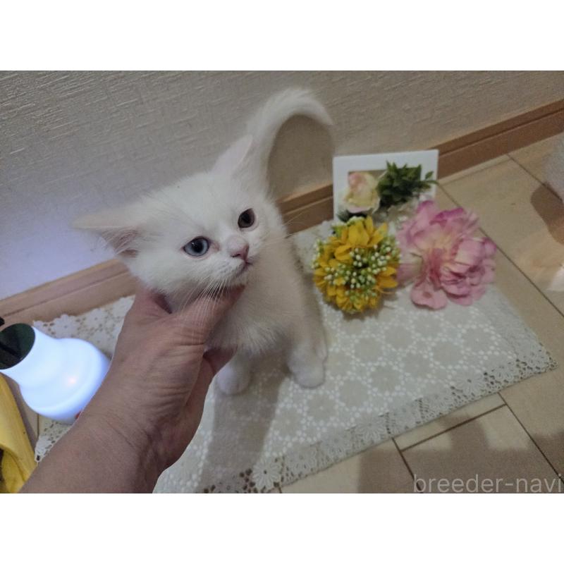 販売中の広島県のミックス-134922の4枚目