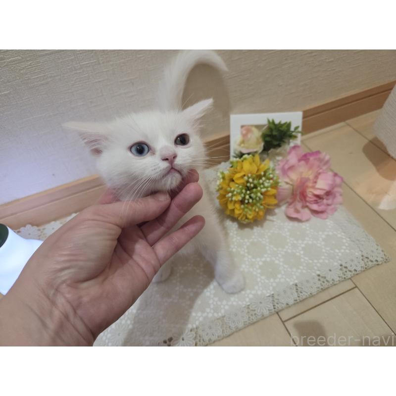 販売中の広島県のミックス-134922の3枚目