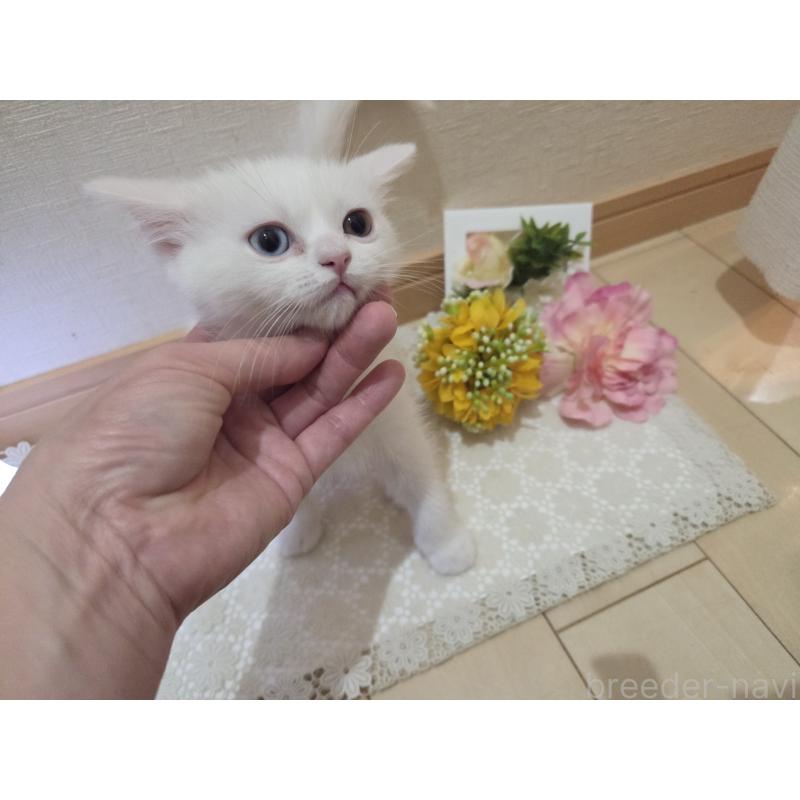 販売中の広島県のミックス-134922の2枚目