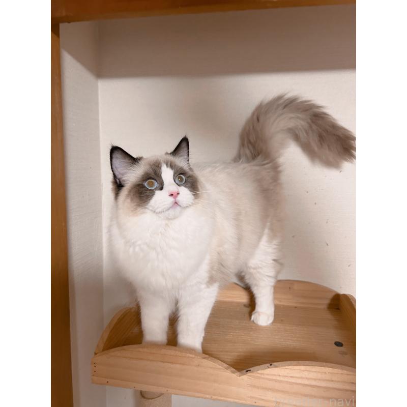 成約済の埼玉県のラグドール-127133の10枚目