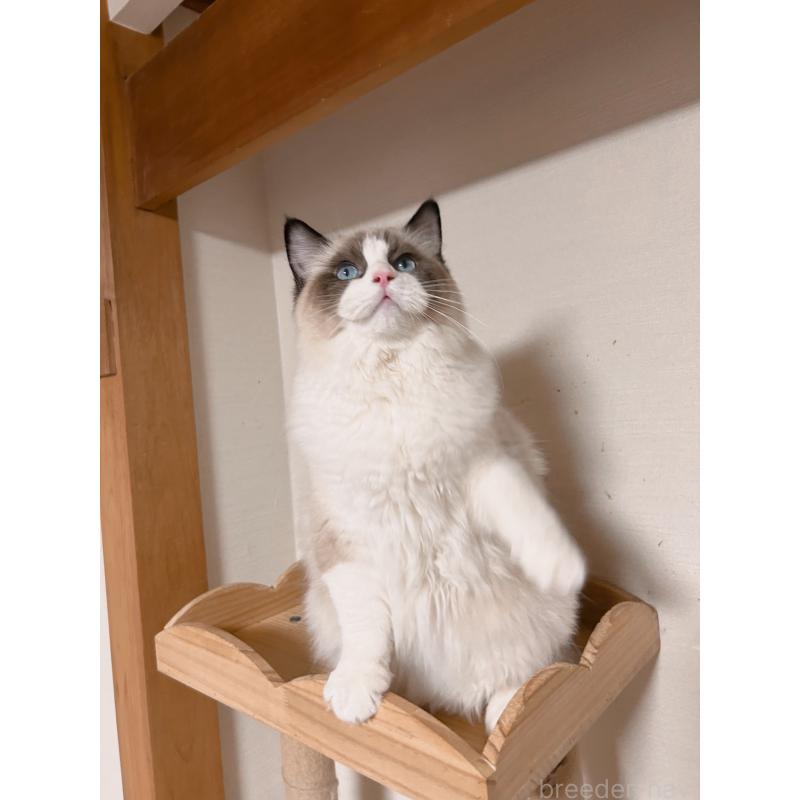 成約済の埼玉県のラグドール-127133の9枚目