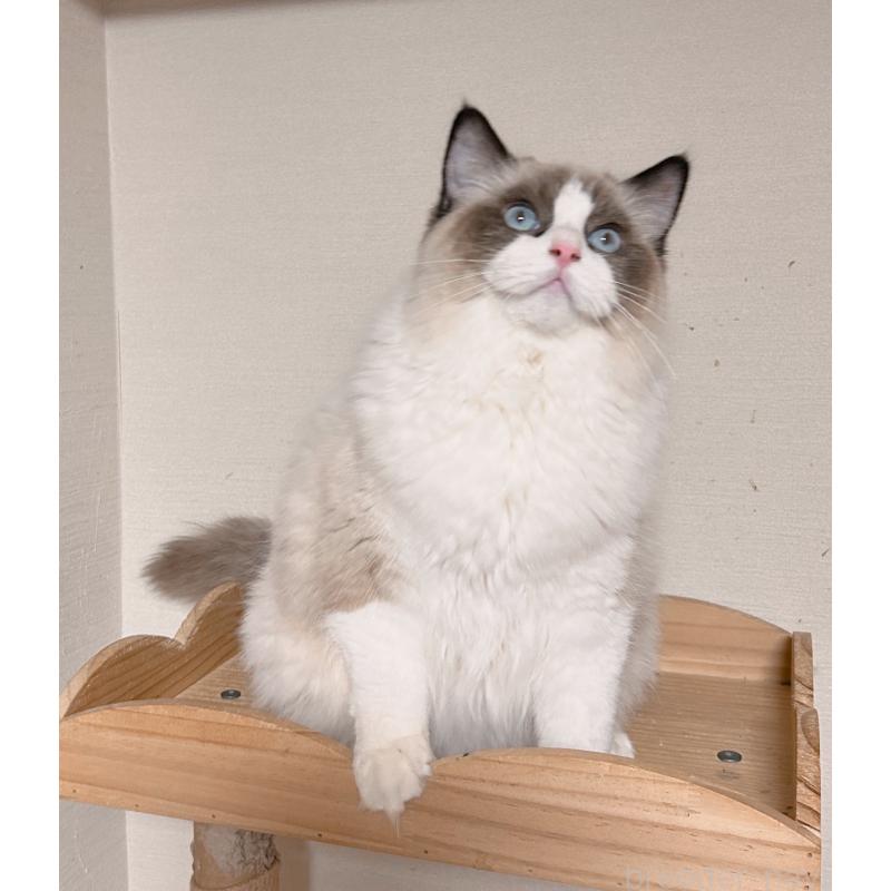 成約済の埼玉県のラグドール-127133の8枚目